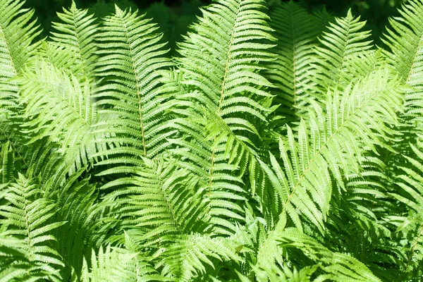 Πράσινο Φτέρη Φύλλα Φόντο Closeup Bracken Πλούσια Υφή Φύλλωμα Διακοσμητικό — Φωτογραφία Αρχείου