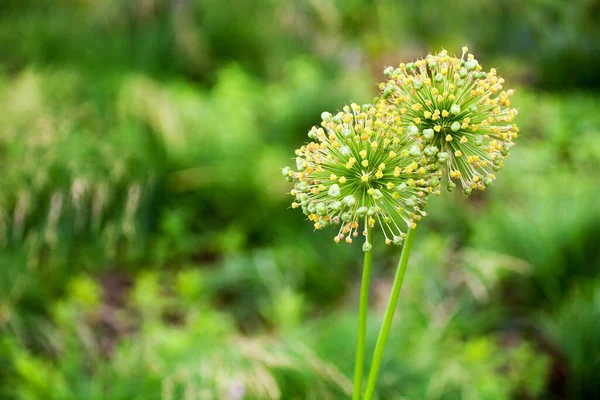 Duas Grandes Flores Decorativas Redondas Cebola Flor Amarela Fundo Bokeh — Fotografia de Stock