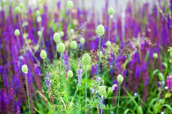 Fialové Šalové Květy Zelená Tráva Rozmazané Pozadí Bokeh Detailní Kvetoucí — Stock fotografie