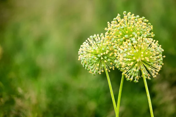 Three big round decorative blossom onion yellow flowers on green blurred bokeh background closeup, Allium cristophii or Allium giganteum ornamental plant, scenic dandelion flowers in bloom, copy space — Stock Image Three Big Decorative Blossom Onion Yellow Flowers Green Blurred Bokeh Stock Image
