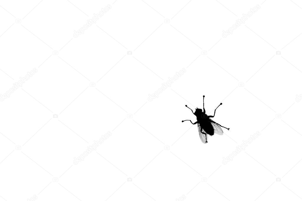 Black fly silhouette on white background isolated closeup, diptera bloodsucking insect design, protection against insect bites sign, disease carrier vectors symbol, epidemic spread concept, copy space
