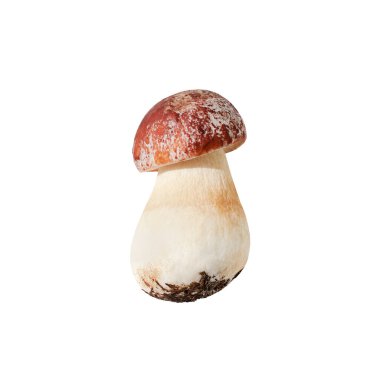 Beyaz arka planda yenebilir bir mantar yakından izole edilmiş, boletus edulis, güzel kahverengi başlık boletus, bozuk para çöreği, sepet, porcini, mantar, beyaz mantar, orman bitkisi, şarküteri besin