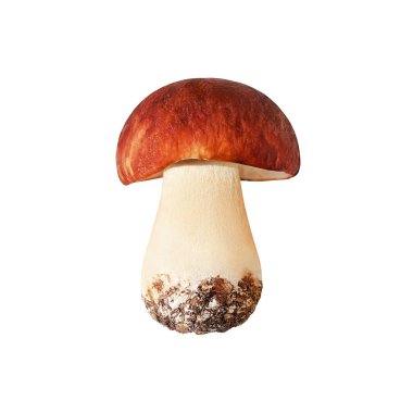 Beyaz arka planda yenebilir bir mantar yakından izole edilmiş, boletus edulis, güzel kahverengi başlık boletus, bozuk para çöreği, sepet, porcini, mantar, beyaz mantar, orman bitkisi, şarküteri besin