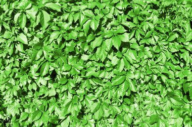 Yeşil üzüm yaprakları çit arka planı, Parthenocissus veya Virginia sürüngen tırmanma tesisi, yeşil yaprak dokusu yakın plan, dekoratif çim duvar deseni, ilkbahar veya yaz tasarımı, kopya alanı