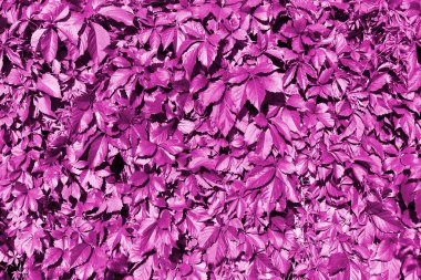 Pembe üzüm yaprakları arkaplan, soyut mor yaprak dokusu yakın plan, fantezi yaratıcı desen tasarımı, kopya alanı, dekoratif kırmızı çiçek resmi, Parthenocissus veya Virginia sürüngen bitkisi