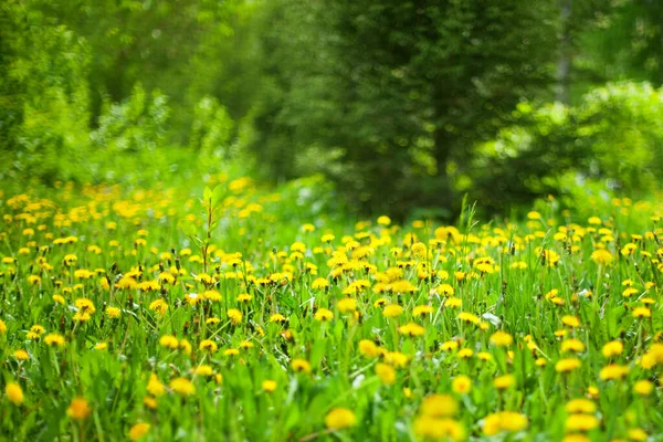 背景がぼやけて晴れた日には緑の森の中で黄色のタンポポが咲き 春の森は花を咲かせ 美しい夏の自然景観 開花するタラクサム芝生 コピースペース — ストック写真