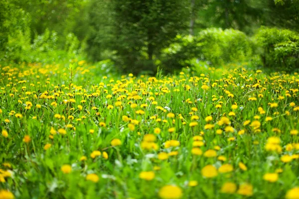 背景がぼやけて晴れた日には緑の森の中で黄色のタンポポが咲き 春の森は花を咲かせ 美しい夏の自然景観 開花するタラクサム芝生 コピースペース — ストック写真