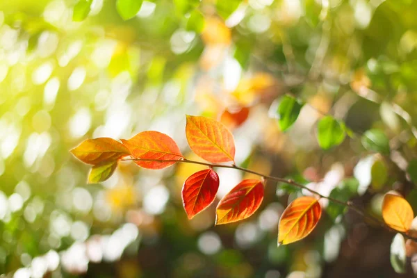 Ramo Albero Autunno Con Foglie Rosse Gialle Sfondo Bokeh Sfocato — Foto Stock