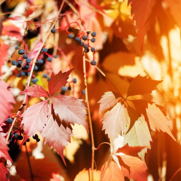 Rosso Girlish Uva Foglie Sfondo Fogliame Sfocato Vicino Autunno Foglie — Foto Stock