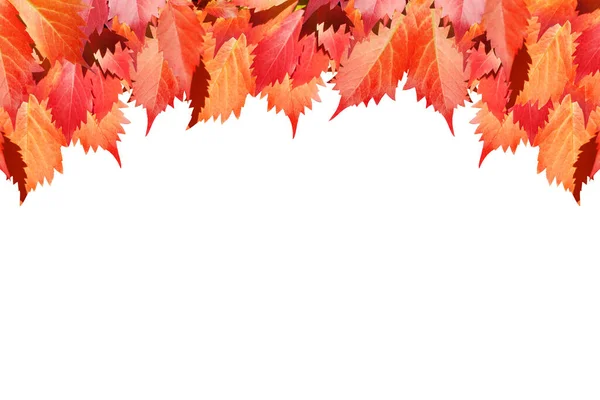 红葡萄叶在白色背景上隔离紧密 秋季金叶装饰边框 秋季枫树枝条框架 返校横幅设计元素 秋季艺术角落 复制空间 — 图库照片