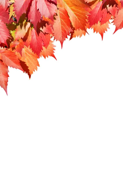 Red Grape Leaves White Background Isolated Close Autumn Golden Foliage — Stock Photo, Image