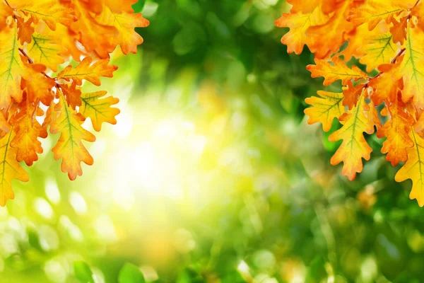 緑のぼんやりとしたボケの背景に黄色のオークの葉を閉じると 晴れた日に秋の森の自然黄金の葉 太陽の光フレームで秋のオークの木の枝 秋のシーズンアートバナーデザイン コピースペース — ストック写真