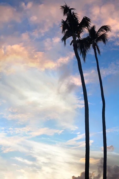 Palmiers Silhouettes Deux Arbres Coucher Soleil Coucher Soleil Ciel Bleu — Photo