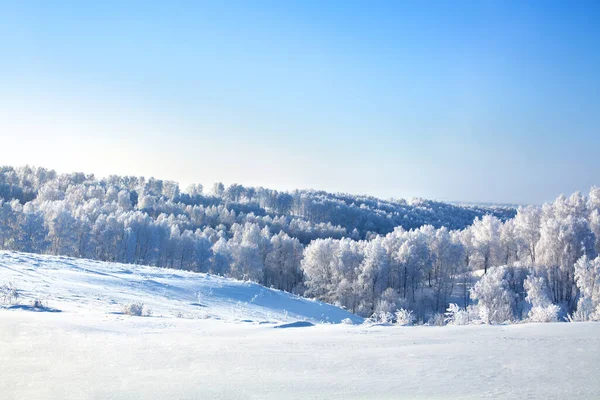 Winter fairy-tale snow forest landscape, white trees covered with hoarfrost, field with hills, snowdrifts and bright blue sky background, New Year or Christmas card, poster, banner, border design