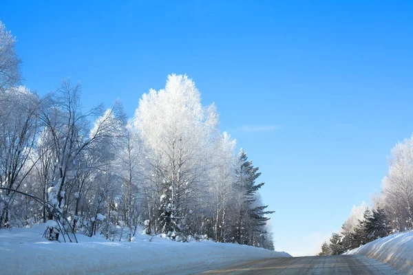 白樺と緑のモミの木の間の森の中の冬の道は ドリフト 青空の背景に雪を輝く 美しい風景 晴れた日に素晴らしい冬の国の旅で覆われて ストック画像