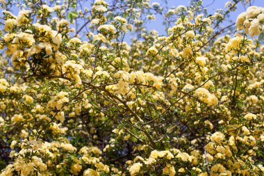 Birçok sarı gül çiçeği, Rosa banksiae ya da Lady Banks 'in gül çiçeği yaz bahçesinde açan, bahar çiçekli gül dalları güneşli mavi gökyüzü arka planında, Çin' in güzel gül ağacı