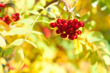 Sarı ve yeşil sonbahar yaprakları üzerinde bir sürü kırmızı kızılcık üzümü yakın planda.