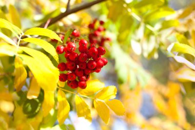 Sarı ve yeşil sonbahar yaprakları üzerinde kırmızı rowan üzümü dalı yakın plan Bokeh arkaplanı