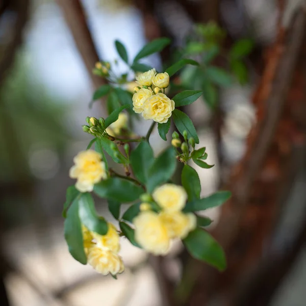 Belles Fleurs Roses Jaunes Délicates Rosa Banksiae Fleur Rose Lady — Photo