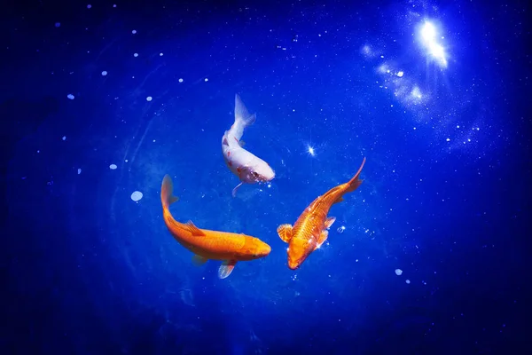 Três Peixes Carpa Koi Laranja Branco Close Fundo Mar Azul — Fotografia de Stock