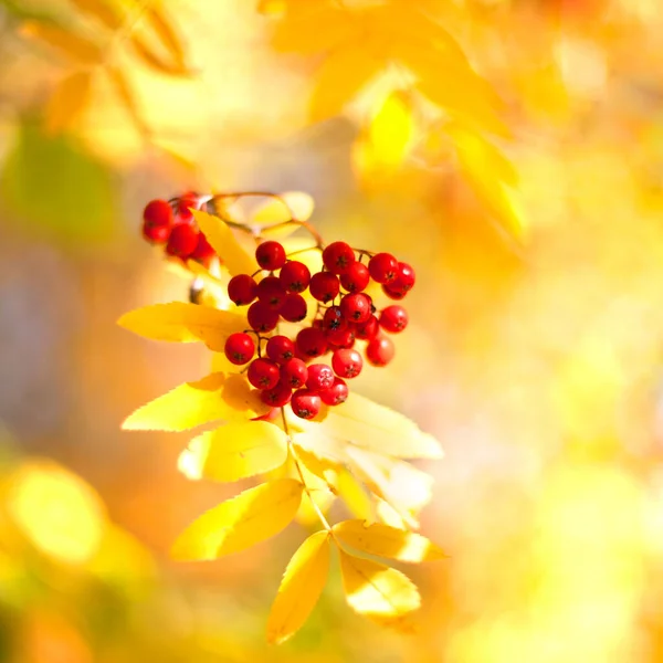 Mazzo Bacche Sorbo Rosso Giallo Autunno Foglie Bokeh Sfondo Vicino — Foto Stock