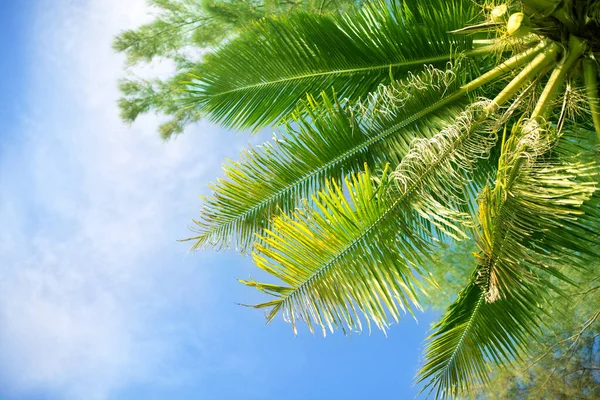 Palmier Branches Vertes Sur Fond Ciel Bleu Vif Nuages Blancs — Photo