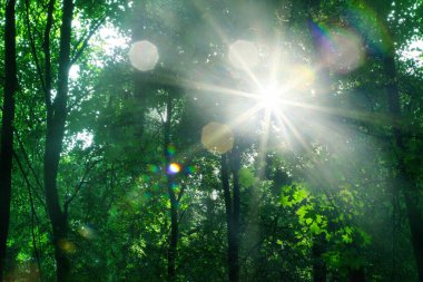 Parlak sabah güneşinin ışıkları yeşil yaprakların üzerine vurur. Arka planda kalan ağaçlar, yazın güneşli olan orman manzarası, yeşil yaprakların üzerinde parlayan güneş ışığı, akçaağaç ağacında parlayan güneş ışığı, gün doğumunda parlayan güneş ışığı.