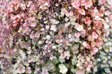 Yumuşak, küçük, pembe ve yeşil leylak yapraklar ve çiçek arkaplan dokusu makro tırmanışçılar, solungaçlar, sabah zaferleri.