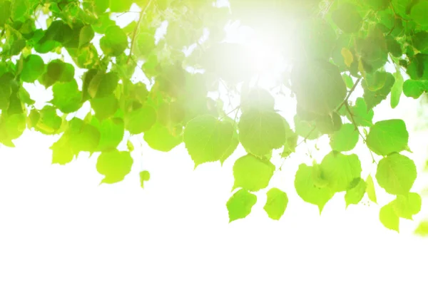 Folhas Verdes Frescas Luz Sol Brilhante Brilho Fundo Isolado Closeup — Fotografia de Stock