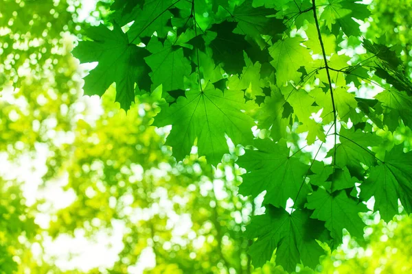 Pohon Maple Hijau Daun Closeup Sinar Matahari Membutakan Latar Belakang — Stok Foto