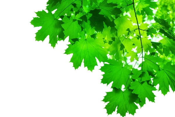 Folhas Árvore Bordo Verde Fundo Branco Isolado Closeup Armação Ramos — Fotografia de Stock