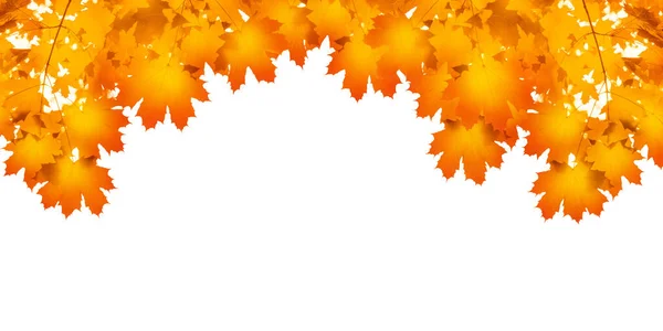Gelber Ahornbaum Blätter Weißer Hintergrund Isoliert Nahaufnahme Orangefarbener Ahornzweig Rahmen — Stockfoto