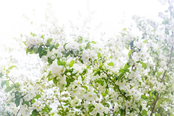 Bloeiende Appelboom Takken Witte Bloemen Groene Bladeren Wazig Zonnige Hemel — Stockfoto