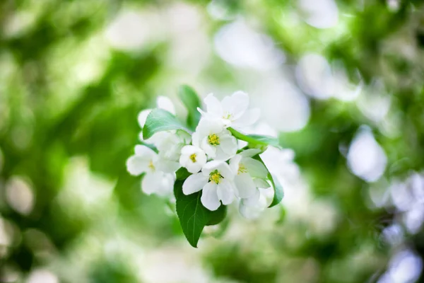 Kwiat Jabłoni Białe Kwiaty Zielonych Liściach Rozmazane Bokeh Tło Zbliżenie — Zdjęcie stockowe