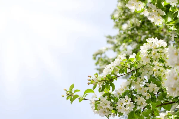 Weiße Apfelbaumblüten Und Grüne Blätter Blauen Himmel Und Sonnenstrahlen Hintergrund — Stockfoto