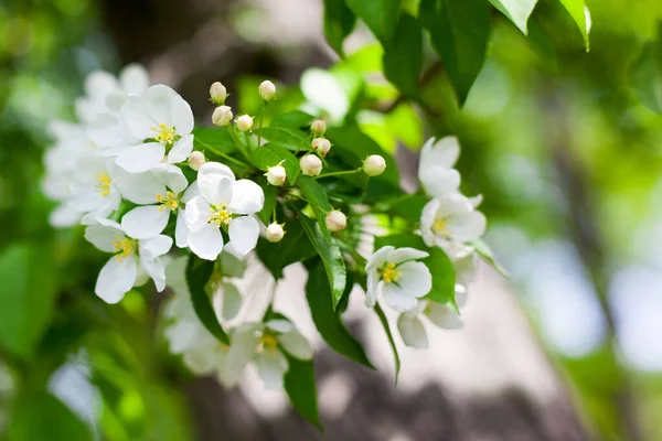 Bloeiende Appelboom Witte Bloemen Groene Bladeren Wazig Bokeh Achtergrond Close — Stockfoto