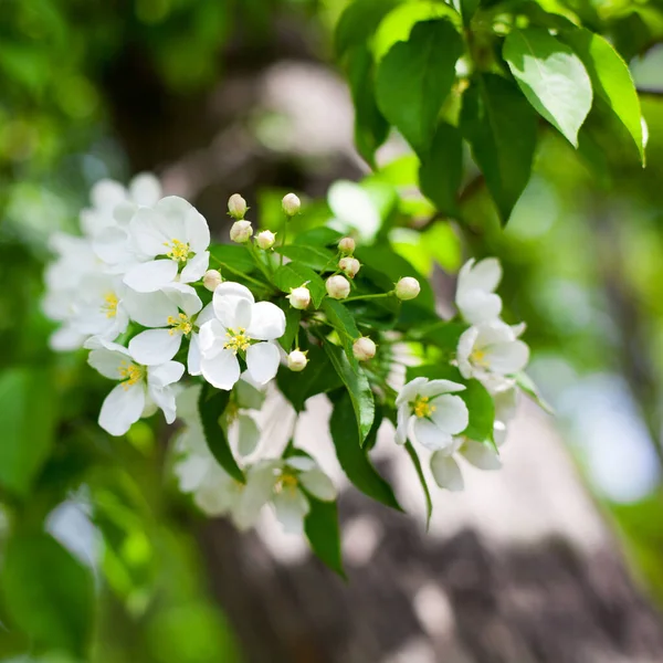 Blooming Apple Tree Branch White Flowers Green Leaves Blurred Bokeh — Stock Photo, Image