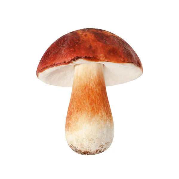 Beyaz arka planda yenebilir bir mantar yakından izole edilmiş, boletus edulis, güzel kahverengi başlık boletus, bozuk para çöreği, sepet, porcini, mantar, beyaz mantar, orman bitkisi, şarküteri besin