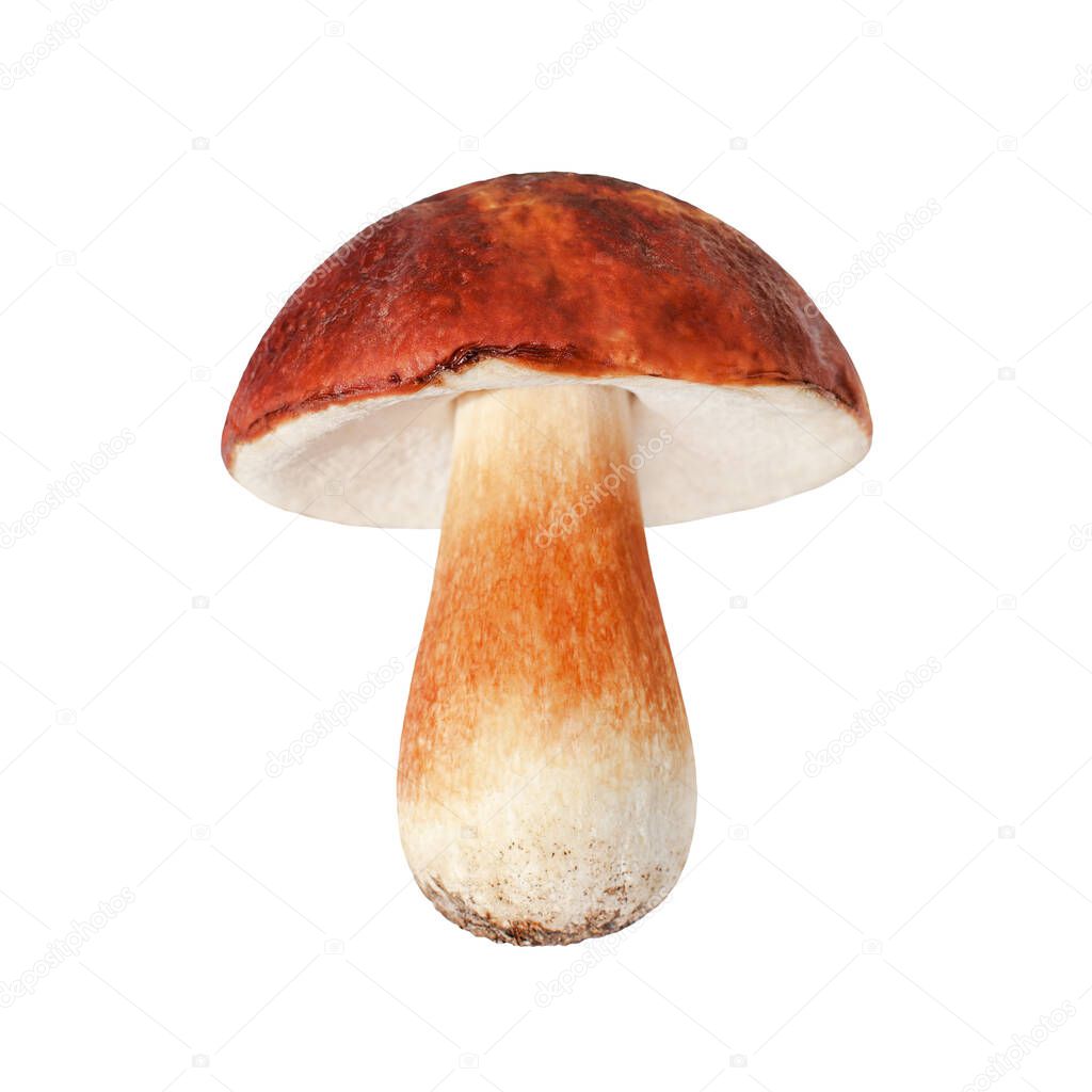 One whole edible mushroom on white background isolated close up, boletus edulis, beautiful brown cap boletus, penny bun, cep, porcino or porcini, fungi, white fungus, forest plant, delicatessen food