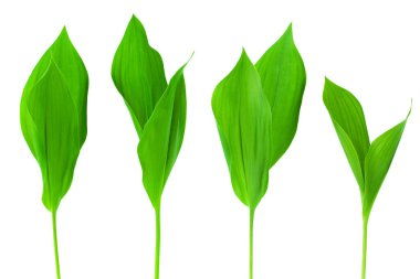 Yeşil yapraklar izole edilmiş beyaz arka plan, taze çimen, bitkisel illüstrasyon, bitki dalı, ağaç filizi, taze filiz, doğal yaprak, çiçek tasarımı unsuru, tarımsal filizlenme