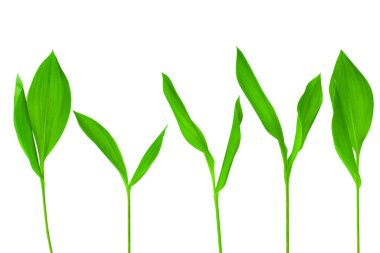 Yeşil yapraklar izole edilmiş beyaz arka plan, taze çimen, bitkisel illüstrasyon, bitki dalı, ağaç filizi, taze filiz, doğal yaprak, çiçek tasarımı unsuru, tarımsal filizlenme