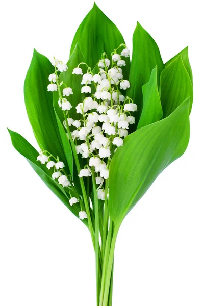 Lily Valley Μπουκέτο Λουλουδιών Λευκό Φόντο Απομονωμένη Από Κοντά Όμορφη — Φωτογραφία Αρχείου