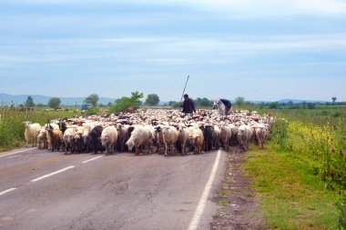 Büyük bir beyaz ve siyah koyun sürüsü ve yeşil tarlada yürüyen çoban sürüsü ve mavi gökyüzü arka planı  