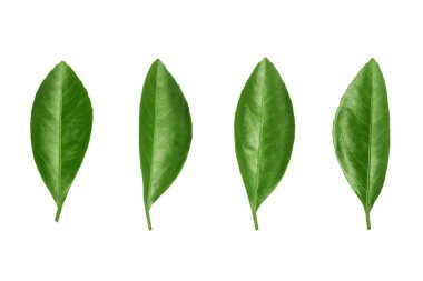 Beyaz arka planda yeşil yapraklar izole edildi. Yakın plan, taze yaprak koleksiyonu, bitkisel illüstrasyon, bitki dalı, çiçek dalı, ağaç filizi, doğal yaprak, çiçek tasarımı elementi.