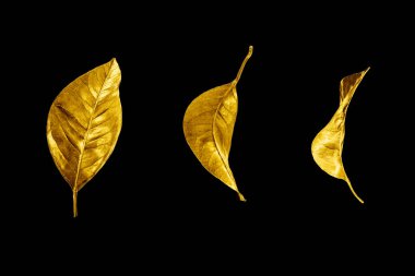 Siyah arka planda altın yapraklar izole edilmiş yakın plan, altın rengi yaprak koleksiyonu, sarı metal çiçek deseni, parlak metalik yaprak süsü, dekoratif vintage desen, çiçek bitkisi dalı