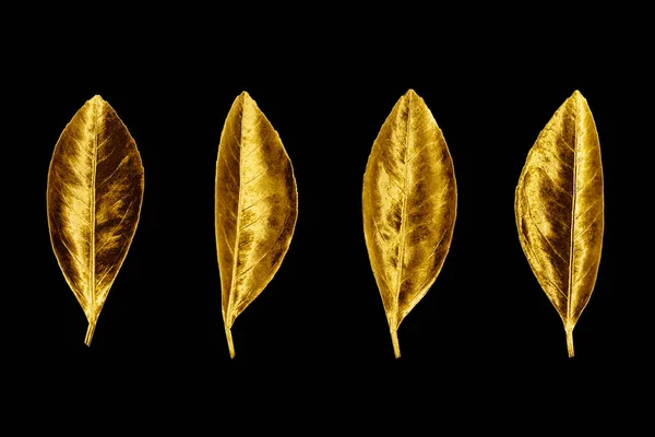 Golden Leaves Set Black Background Isolated Closeup Gold Color Leaf — Stock Photo, Image