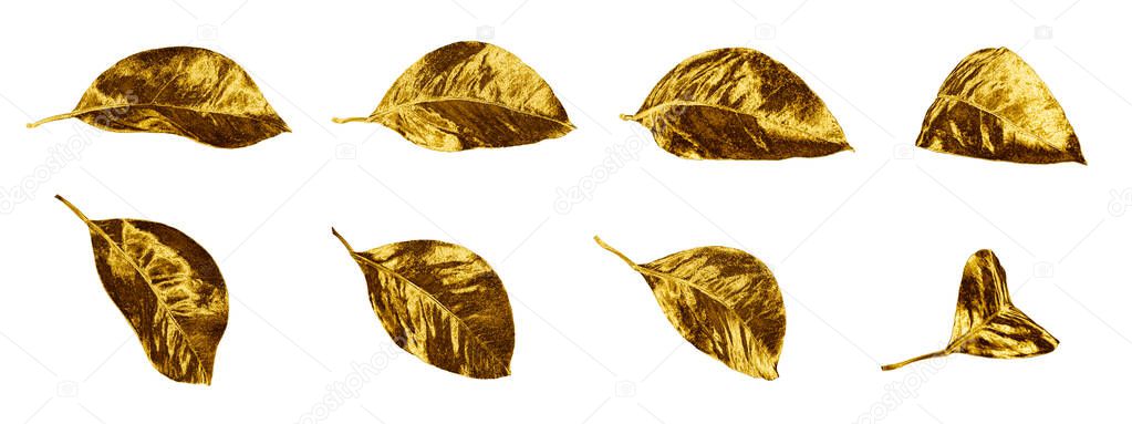 Golden leaves set on white background isolated closeup, gold color leaf collection, yellow metal floral design element, shiny metallic foliage ornament, decorative vintage pattern, flower plant branch