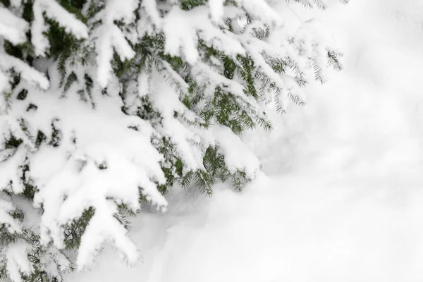 Green fir branches covered by white snow closeup, snowdrift background, winter forest pine tree branch corner border, snowy spruce frame, new year banner template, christmas holiday design, copy space