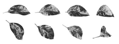 Beyaz arka planda gümüş yapraklar izole edilmiş, parlak gri yaprak koleksiyonu, gri metal çiçek deseni, metalik yaprak deseni, dekoratif desen, çiçek dalı, ağaç filizi çizimi