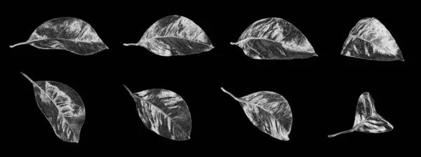 Silberblätter Auf Schwarzem Hintergrund Isoliert Nahaufnahme Glänzende Graue Blattsammlung Graues — Stockfoto